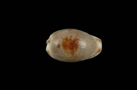 藏品(小眼寶螺)的圖片